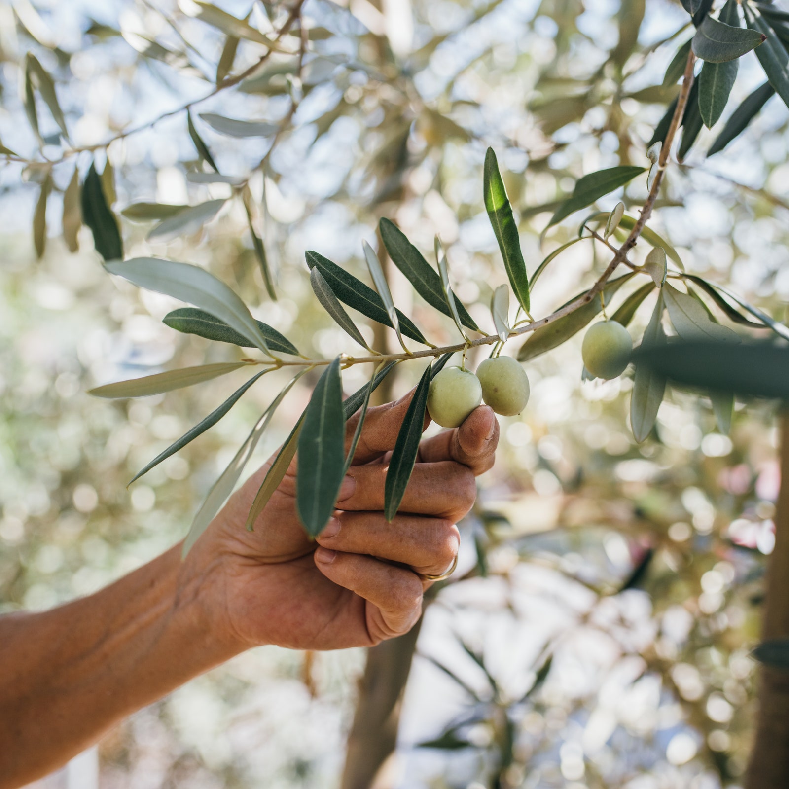 Harvesting Olives in Sicily to Cope With My Parents' Sudden Split